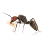 Preview: Camponotus singularis